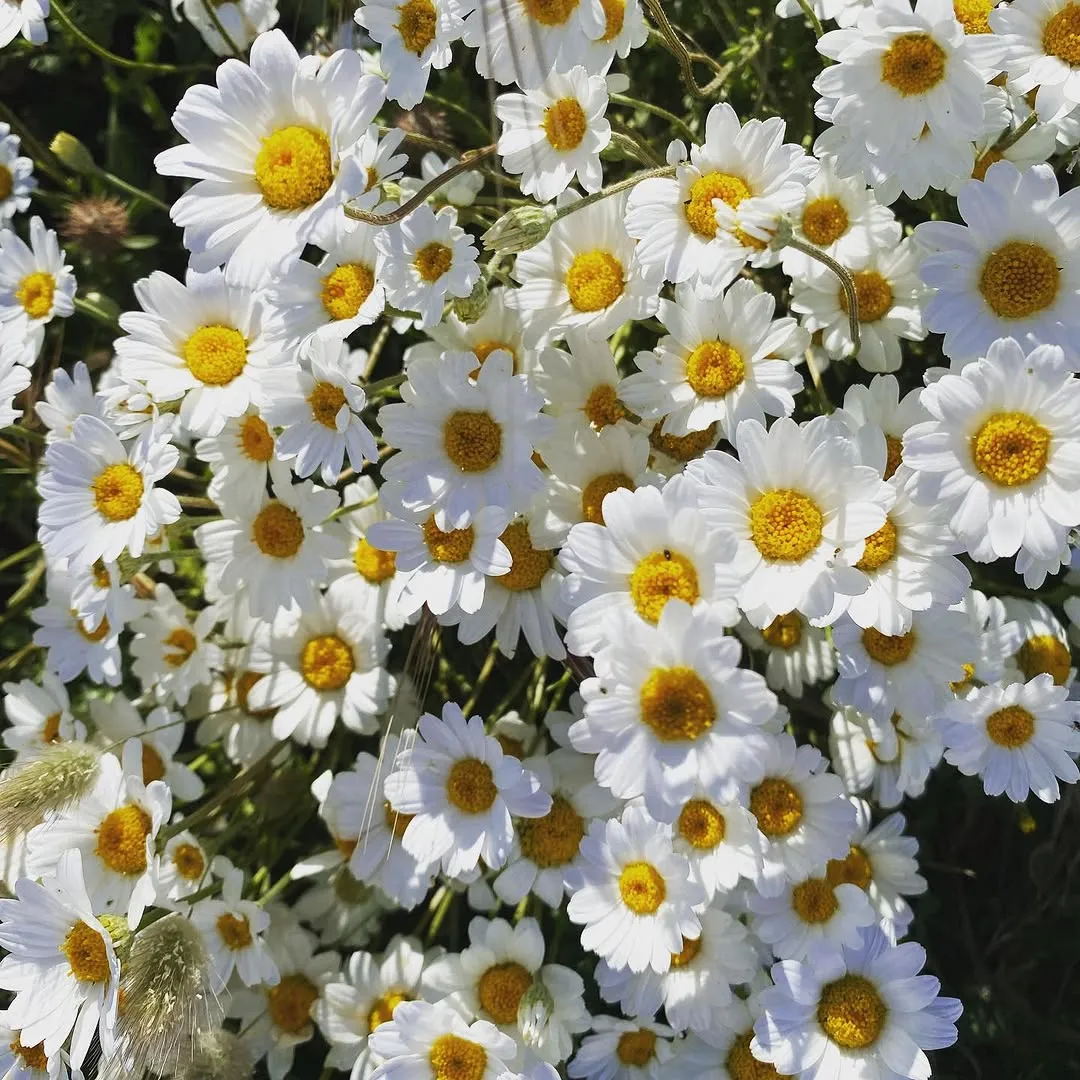 Douceur florale, ambiance de l'institut Athena